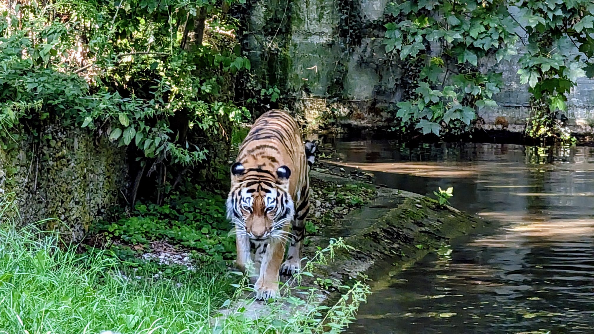 Tiger im Gehege im Münchner Zoo Hellabrunn – Familienausflug in München