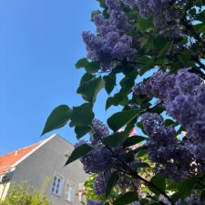 Blüten an einem Baum