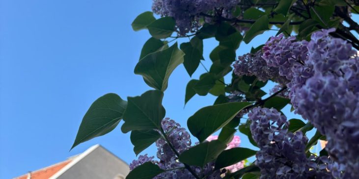Blüten an einem Baum