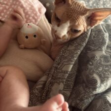 Ein Baby und vier Katzen Babyfüßchen im Vordergrund, eine Katze unter einer Decke und ein Kuscheltier im Hintergrund