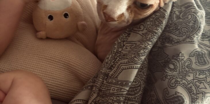 Babyfüßchen im Vordergrund, eine Katze unter einer Decke und ein Kuscheltier im Hintergrund