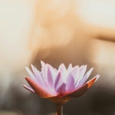 Rückbildung nach der Geburt geöffnete rosa Lotus-Blüte vor einem Hintergrund aus warmem Licht