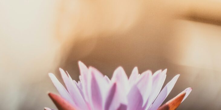 geöffnete rosa Lotus-Blüte vor einem Hintergrund aus warmem Licht