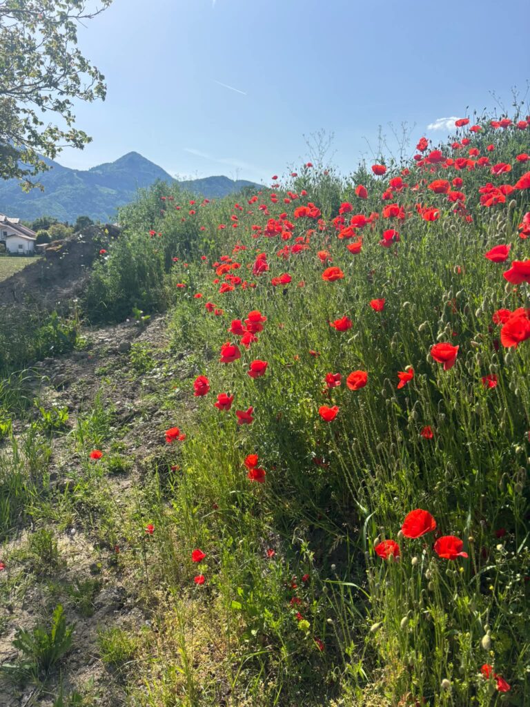 Berge, Blumen, Krafttanken, Bauernhof